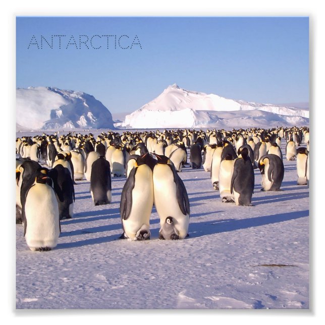 Antarctica, pingvinfoto, flock fototryck (Framsidan)