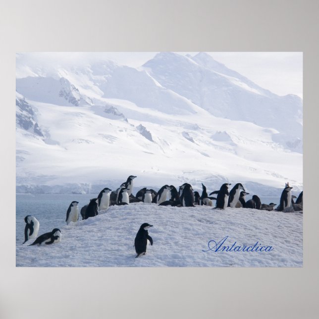 Antarctica Poster (Framsidan)