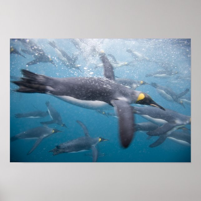 Antarctica, Sydgeorgien, Förenade kungariket Poster (Framsidan)