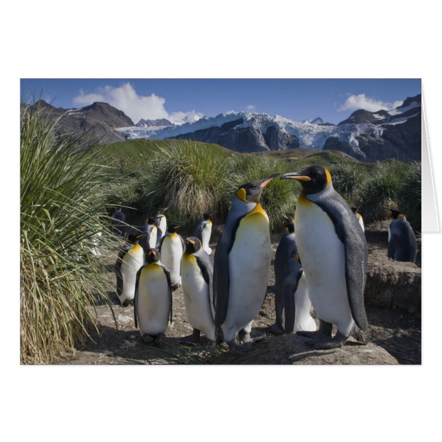 Antarctica, Sydgeorgien (Storbritannien), Kung Hälsningskort (Framsidan Horizontal)