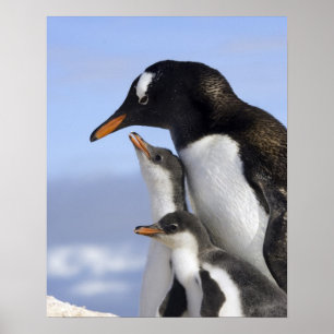 Antarcticpeninsula, Neko hamn, Gentoo Poster
