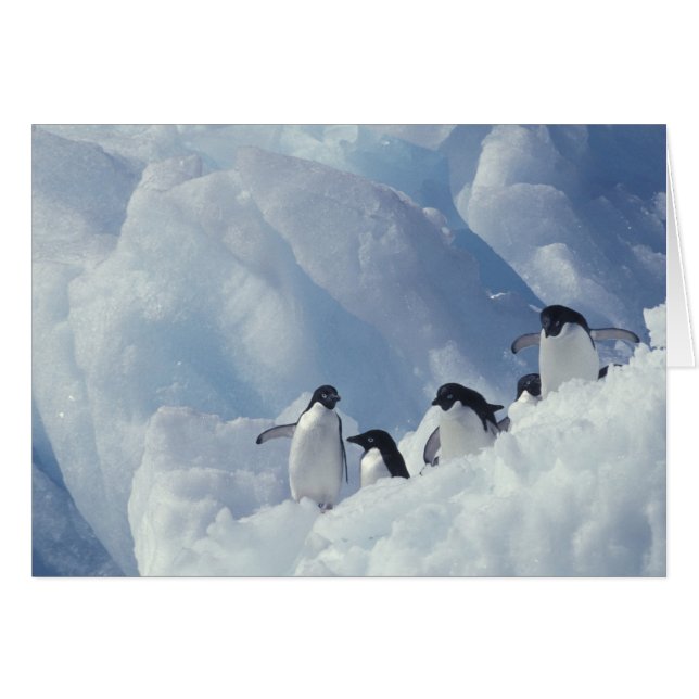 Antarktis. Adelie penguins Hälsningskort (Framsidan Horizontal)