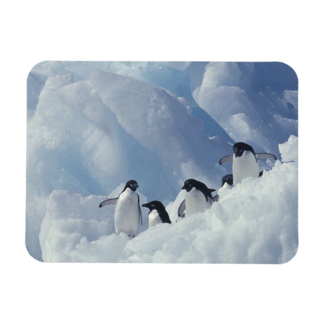 Antarktis. Adelie penguins Magnet (Horisontell)