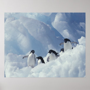 Antarktis. Adelie penguins Poster