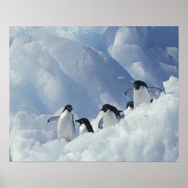 Antarktis. Adelie penguins Poster (Framsidan)
