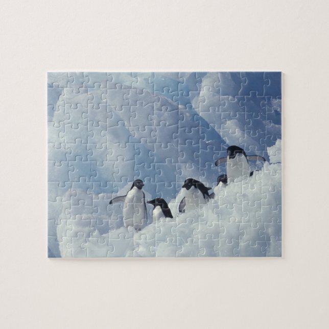 Antarktis. Adelie penguins Pussel (Horisontell)