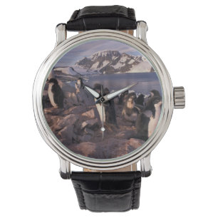 Antarktis, Adelie pingvinungar Armbandsur