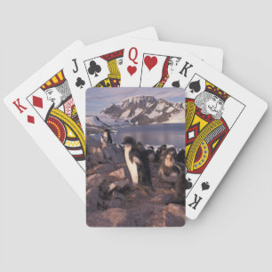 Antarktis, Adelie pingvinungar Kortlek