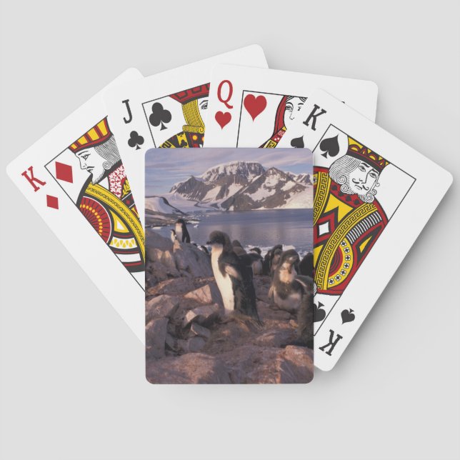 Antarktis, Adelie pingvinungar Kortlek (Baksidan)