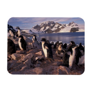 Antarktis, Adelie pingvinungar Magnet