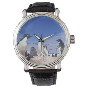 Antarktis, Adeliepingvin Pygoscelis Armbandsur