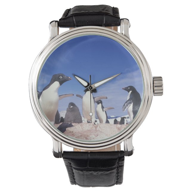 Antarktis, Adeliepingvin Pygoscelis Armbandsur (Framsida)
