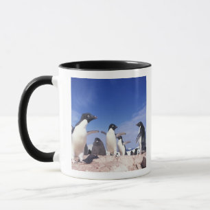 Antarktis, Adeliepingvin Pygoscelis Mugg