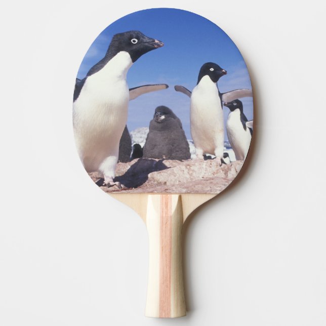 Antarktis, Adeliepingvin Pygoscelis Pingisracket (Framsidan)
