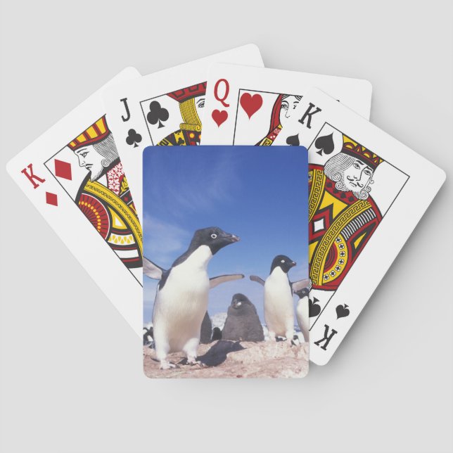 Antarktis, Adeliepingvin Pygoscelis Spel Kort (Baksidan)