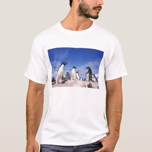 Antarktis, Adeliepingvin Pygoscelis T-shirt (Framsida)