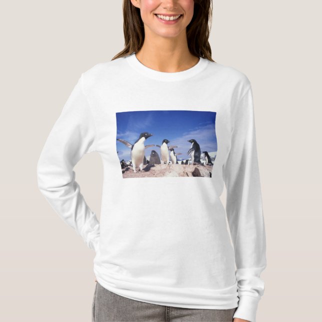 Antarktis, Adeliepingvin Pygoscelis T Shirt (Framsida)