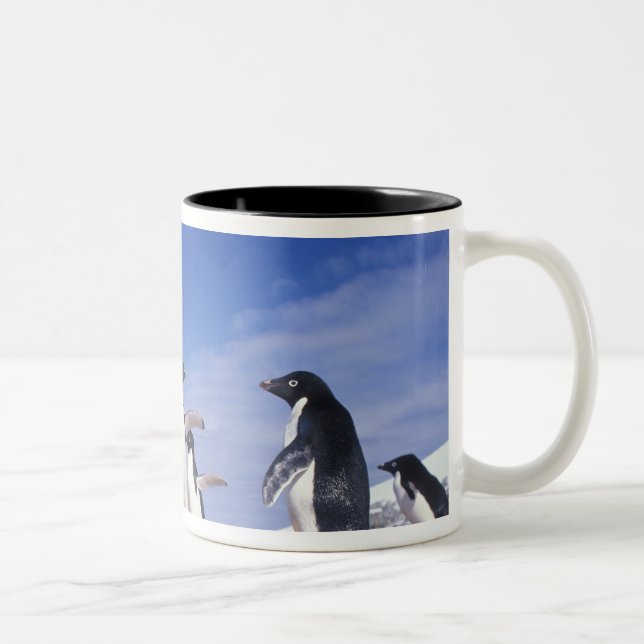 Antarktis, Adeliepingvin Pygoscelis Två-Tonad Mugg (Höger)