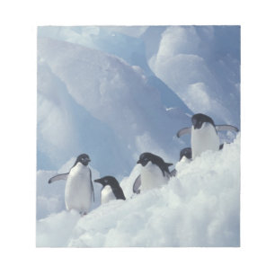 Antarktis. Adeliepingviner Anteckningsblock