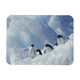 Antarktis. Adeliepingviner Magnet