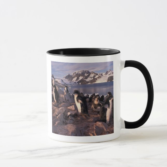 Antarktis, Adeliepingvinungar Mugg (Höger)