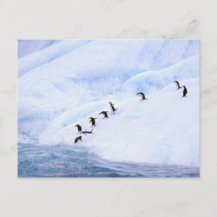Antarktis Antarctic peninsula. Chinstrap Vykort