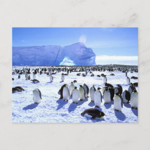 Antarktis Antarctic peninsula, Weddell hav, 5 Vykort