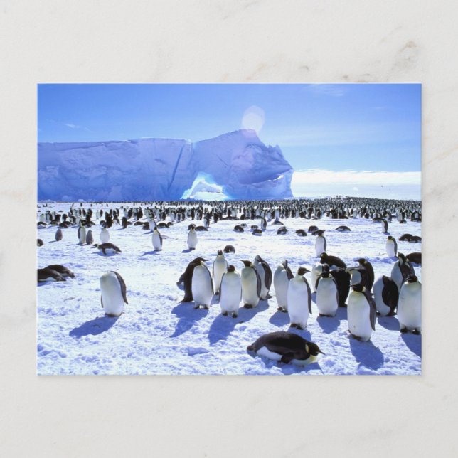 Antarktis Antarctic peninsula, Weddell hav, 5 Vykort (Framsida)