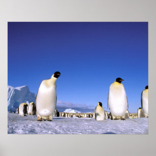 Antarktis, Antarktis-Peninsulan, Weddell Sea, 3 Poster