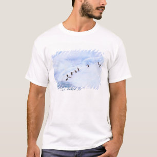 Antarktis, Antarktiska halvön. Strimplingvin T-shirt