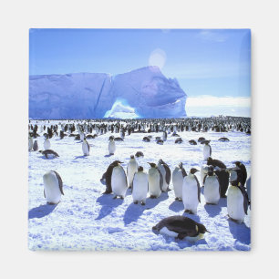 Antarktis, Antarktiska halvön, Weddellhavet, 5 Magnet