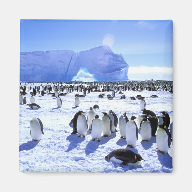 Antarktis, Antarktiska halvön, Weddellhavet, 5 Magnet (Framsidan)