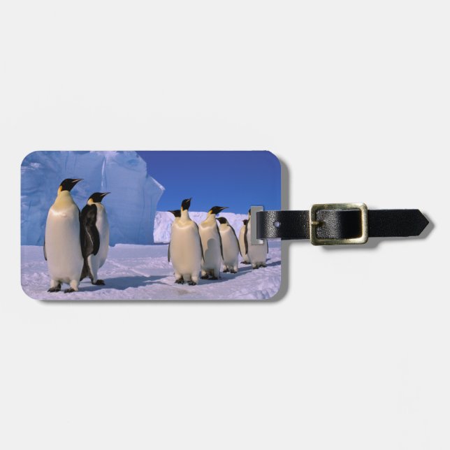 Antarktis, Australian Antarctic Territory, 7 Bagagebricka (Horisontell Framsida)
