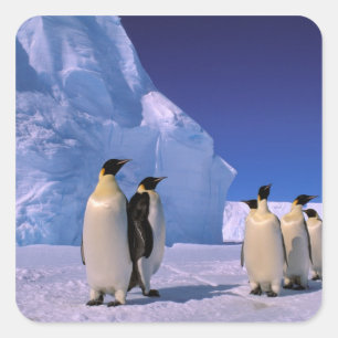 Antarktis, Australian Antarctic Territory, 7 Fyrkantigt Klistermärke