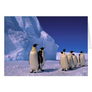 Antarktis, Australian Antarctic Territory, 7 Hälsningskort