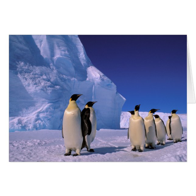 Antarktis, Australian Antarctic Territory, 7 Hälsningskort (Framsidan Horizontal)
