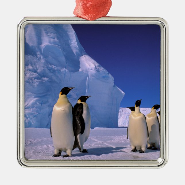 Antarktis, Australian Antarctic Territory, 7 Julgransprydnad Metall (Framsidan)