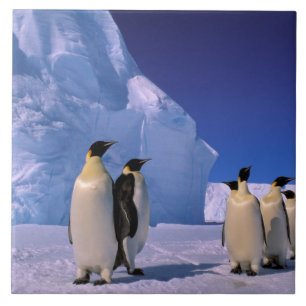 Antarktis, Australian Antarctic Territory, 7 Kakelplatta