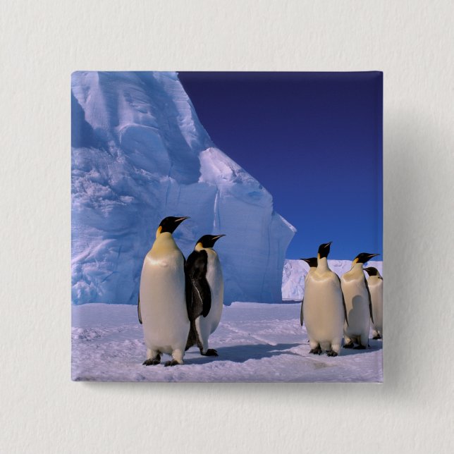 Antarktis, Australian Antarctic Territory, 7 Knapp (Framsida)