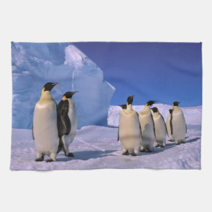 Antarktis, Australian Antarctic Territory, 7 Kökshandduk