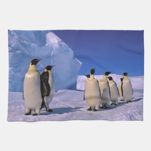 Antarktis, Australian Antarctic Territory, 7 Kökshandduk (Horisontell)