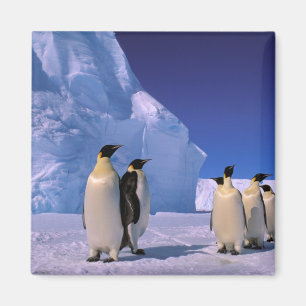 Antarktis, Australian Antarctic Territory, 7 Magnet
