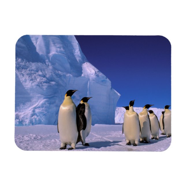 Antarktis, Australian Antarctic Territory, 7 Magnet (Horisontell)