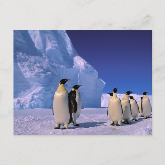 Antarktis, Australian Antarctic Territory, 7 Vykort (Framsida)