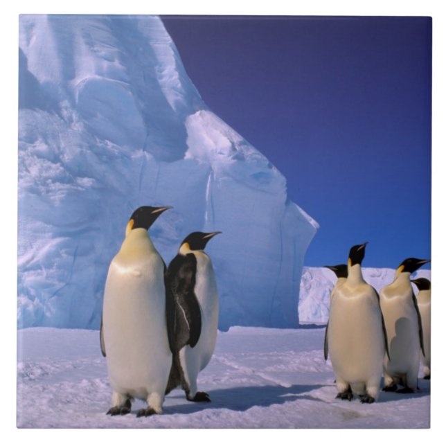 Antarktis, Australien, Antarktis, 7 Kakelplatta (Framsidan)