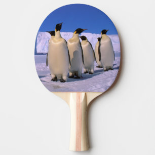 Antarktis, Australiens antarktiska territorium, 7 Pingisracket