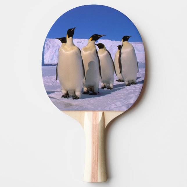 Antarktis, Australiens antarktiska territorium, 7 Pingisracket (Framsidan)