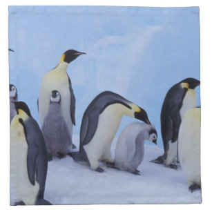 Antarktis Emporer pingvin ((aptenodytesen Tygservett