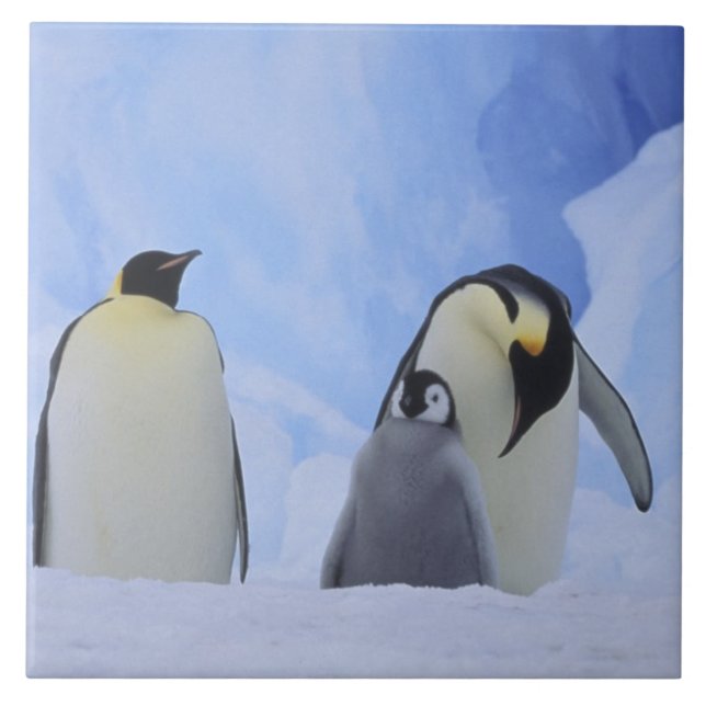 Antarktis. Kejsarpenguiner och chick Kakelplatta (Framsidan)