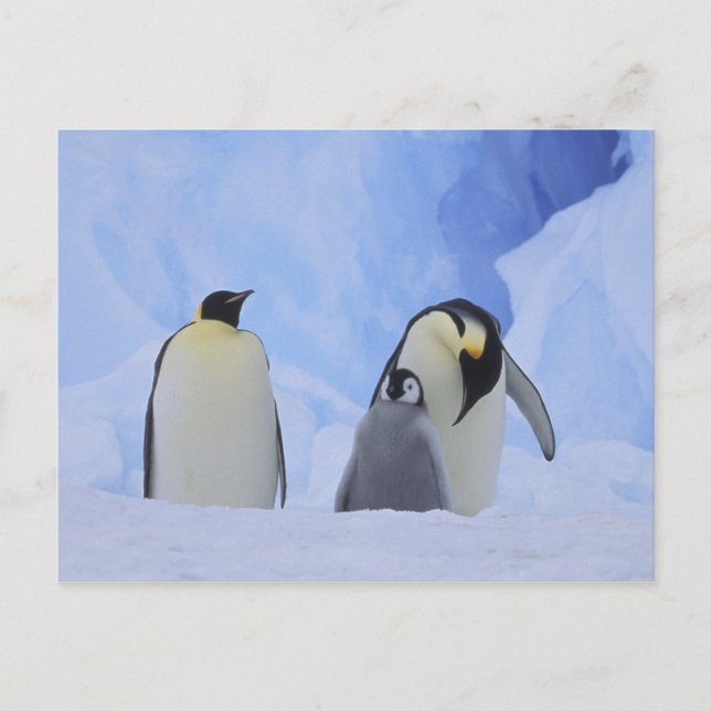 Antarktis. Kejsarpenguiner och chick Vykort (Framsida)